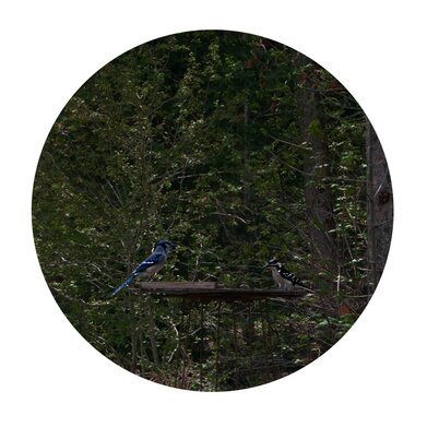 Blue Jay and the Woodpecker